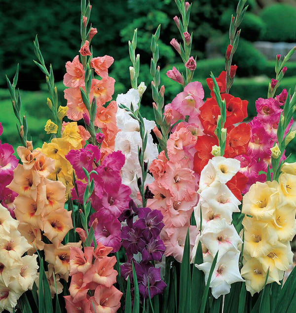 Gladiolus Rainbow Pack