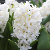 Carnegie Hyacinth Bulbs for Fall Planting