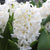 Carnegie Hyacinth Bulbs for Fall Planting