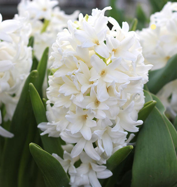 Carnegie Hyacinth Bulbs for Fall Planting