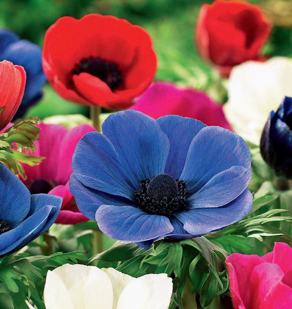 Gem Mix Anemone Bulbs for Fall Planting