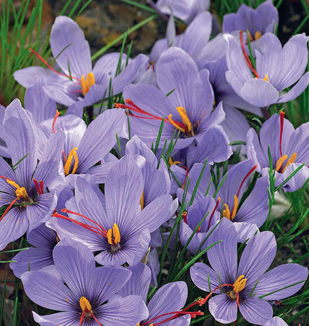 Crocus Sativus 5/pk