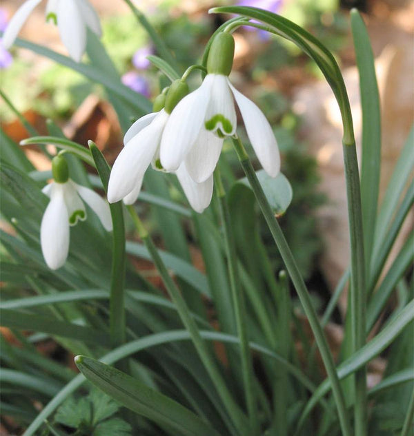 Elwesii Single Snowdrop bulbs for fall planting