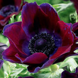 Anemone Bordeaux