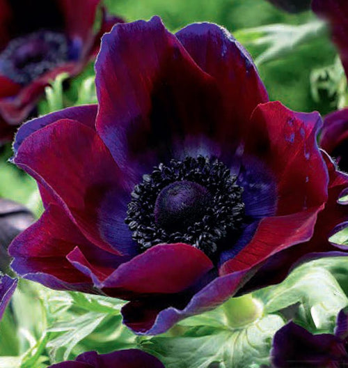 Anemone Bordeaux
