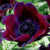 Anemone Bordeaux