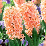 Hyacinth Gipsy Queen Bulbs for Fall Planting