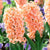 Hyacinth Gipsy Queen Bulbs for Fall Planting