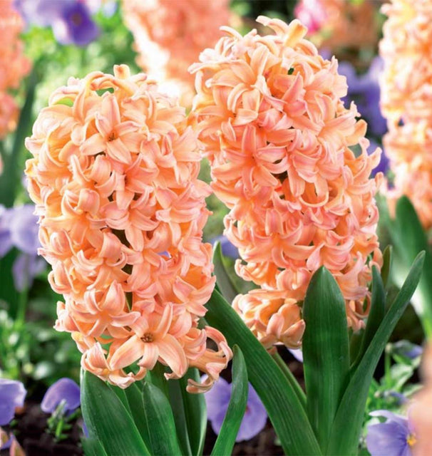 Hyacinth Gipsy Queen Bulbs for Fall Planting