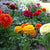 Ranunuculus Mixed Bulbs for Fall Planting