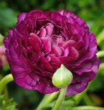 Ranunculus Purple Sensation 10pk