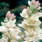 Tuberose Double the Pearl 2pk