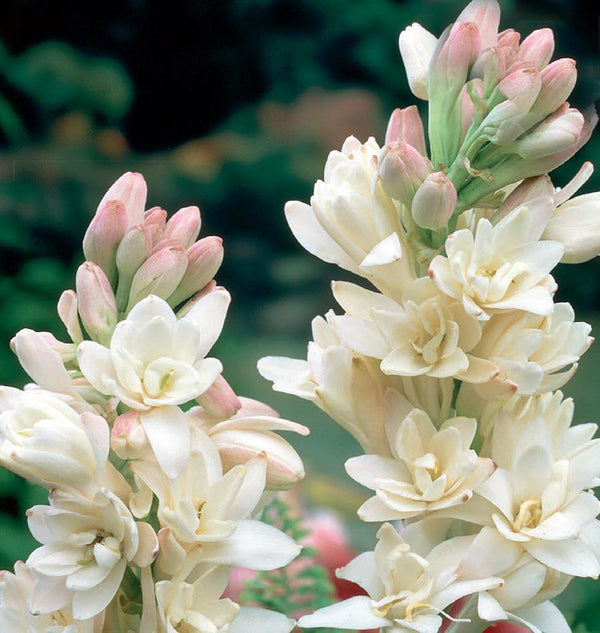 Tuberose Double the Pearl 2pk