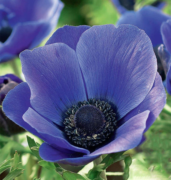 Anemone Blue Poppy
