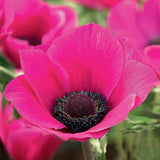Anemone Sylphide Bulbs