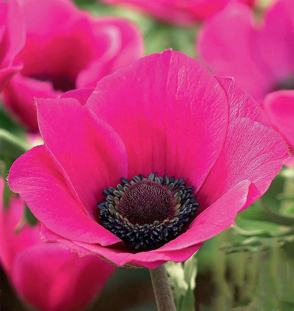 Anemone Sylphide Bulbs