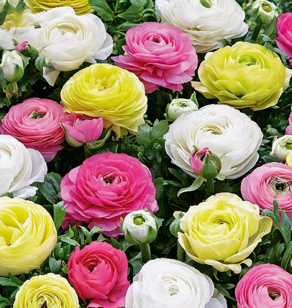 Ranunculus Pastel Peonies 20pk