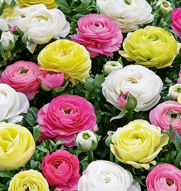 Ranunculus Pastel Peonies 20pk