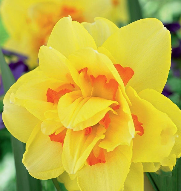 Narcissus Tahiti