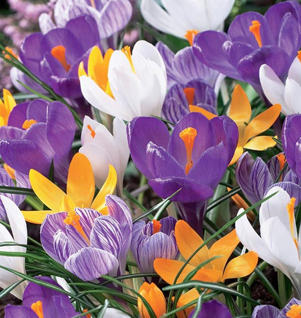 Crocus Giant Mix
