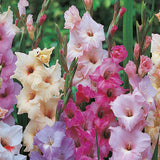 Gladiolus Pastel Mix 30pk