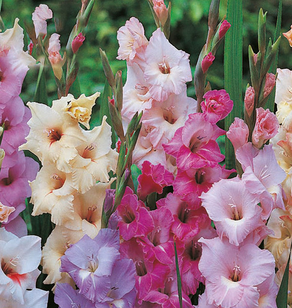 Gladiolus Pastel Mix 30pk