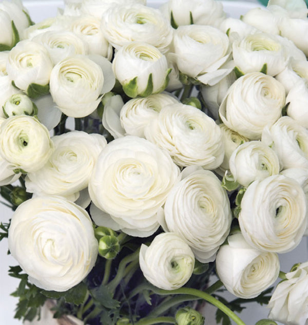 Ranunculus Amandine White 5pk