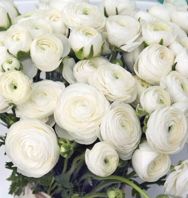 Ranunculus Amandine White 5pk
