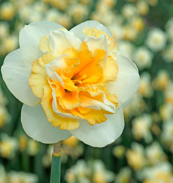 Narcissus Golden Pearl 5/pk