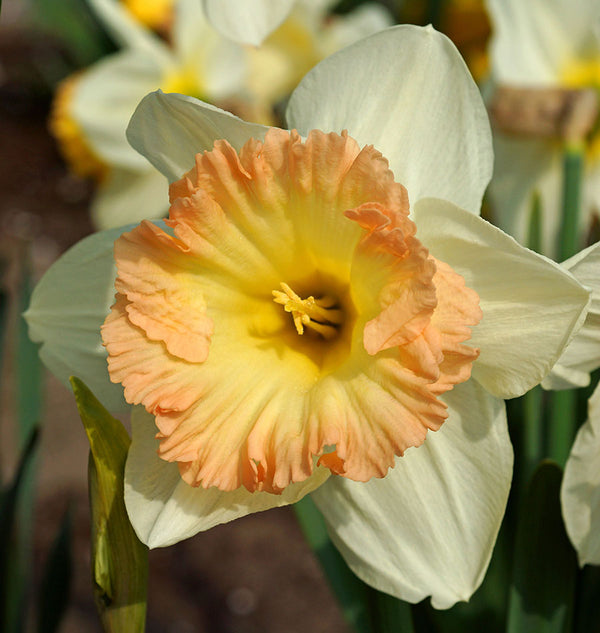 Narcissus British Gamble 5/pk
