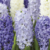 Hyacinth Seabreeze 8/pk