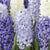 Hyacinth Seabreeze 8/pk