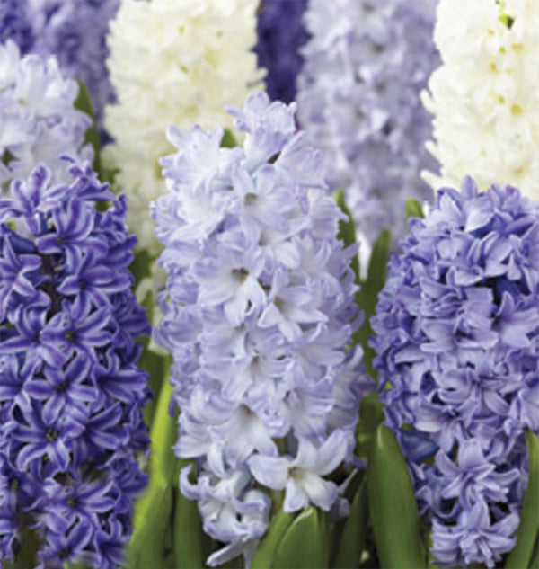 Hyacinth Seabreeze 8/pk