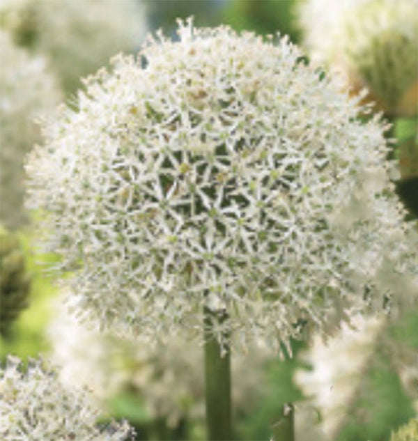 Allium Mount Everest  1/pk