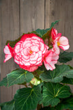 Begonia Bouton de Rose 2pk