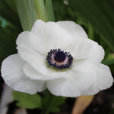 Anemone Carmel White 5pk