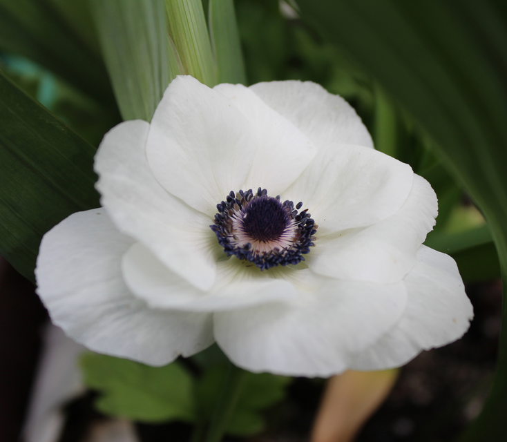 Anemone Carmel White 5pk