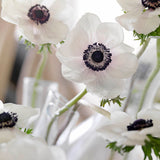 Anemone Carmel White 5pk