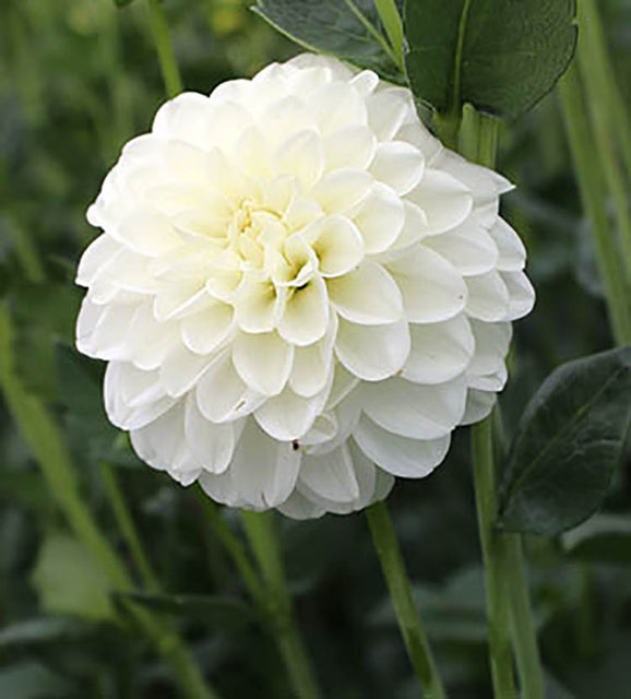 white dahlia seeds Dahlia Petra's Wedding – West Coast Seeds