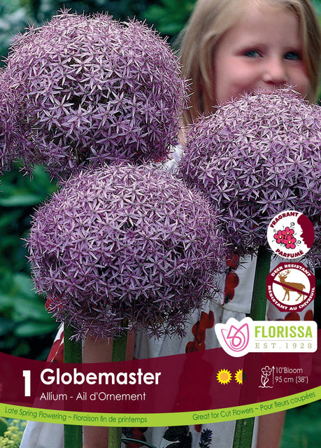 Allium Globemaster 1/pk