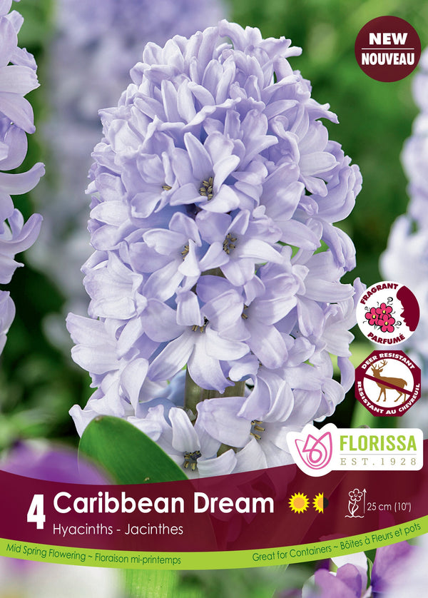 Hyacinth Caribbean Dream 4/pk