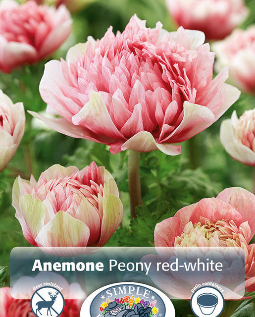 Anemone Peony Red-White 8pk