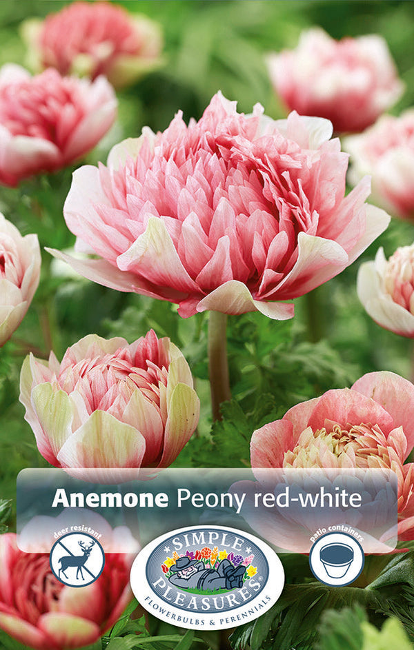 Anemone Peony Red-White 8pk
