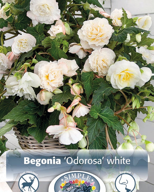 Begonia Odorosa White 2pk