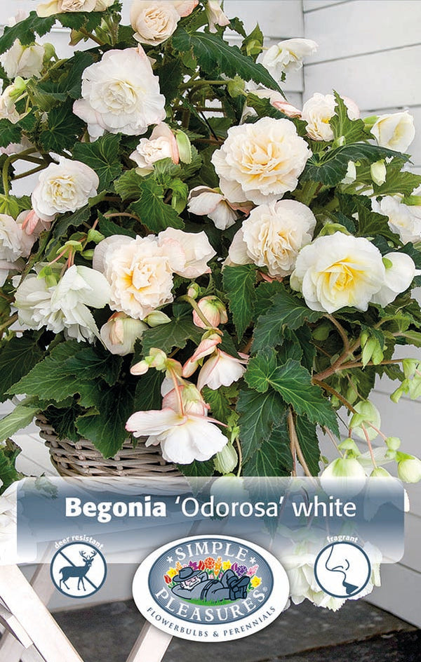 Begonia Odorosa White 2pk