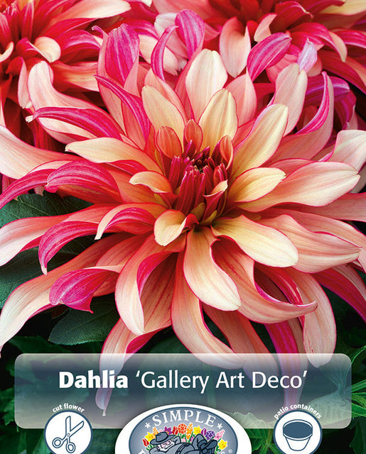 Dahlia Gallery Art Deco 1pk