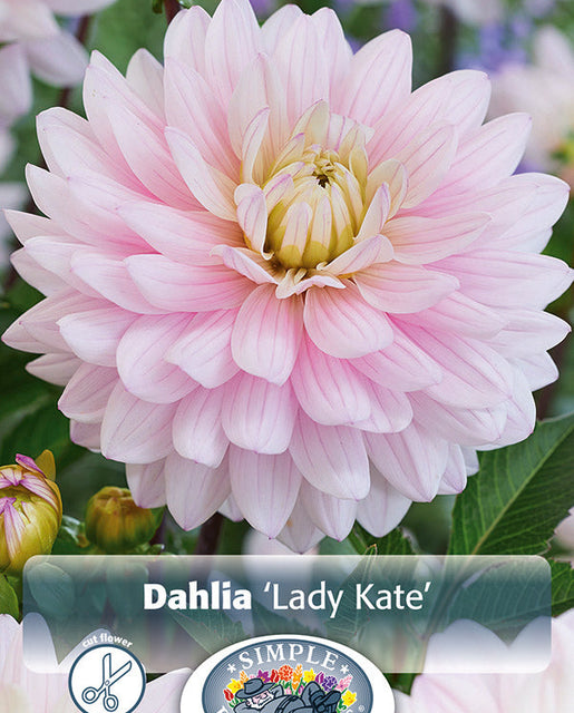 Dahlia Lady Kate 1pk