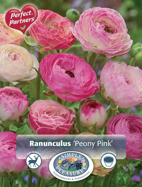 Ranunculus Peony Pink 20pk