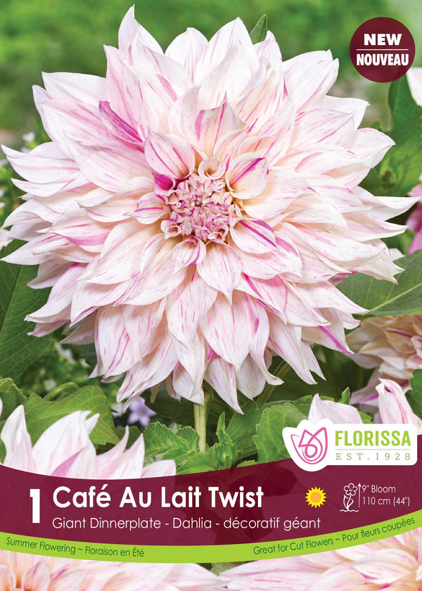 Dahlia Cafe Au Lait Twist 1pk - 1pk