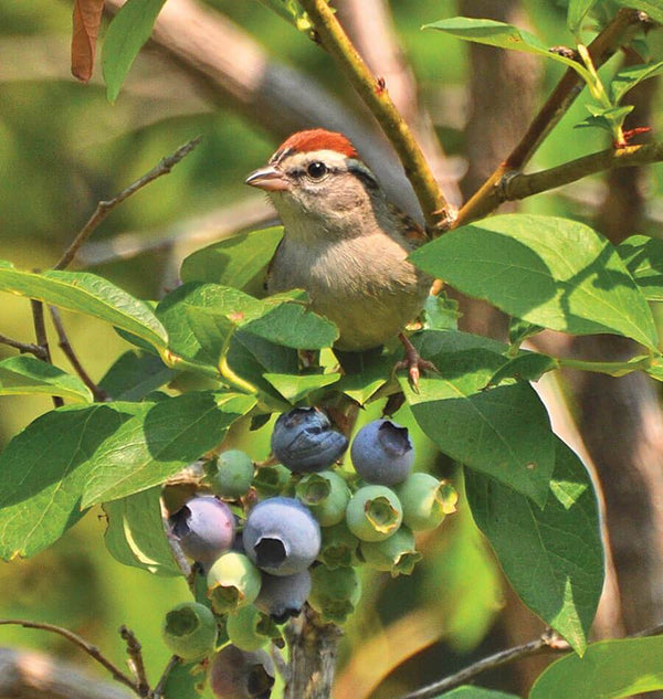 Bird X Protective Netting ZHG510-1